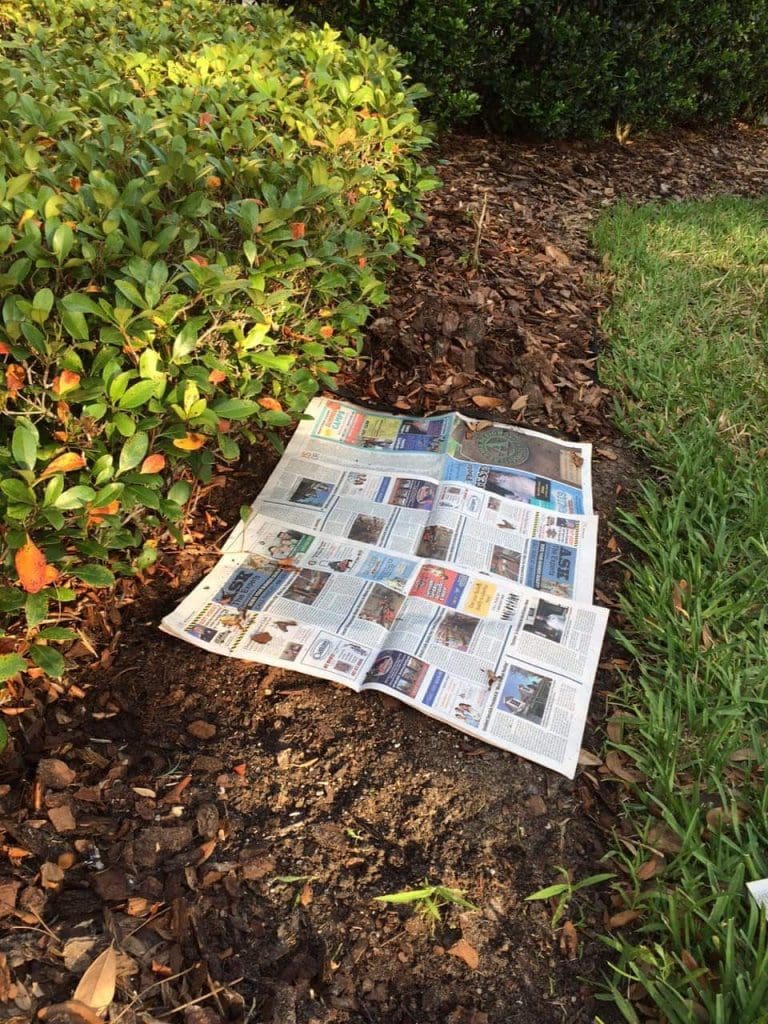 Image of Newspaper mulch for grass seed