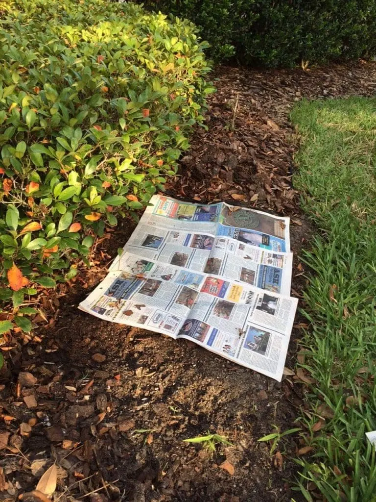 sheets of newspaper lying on dirt under mulch in garden