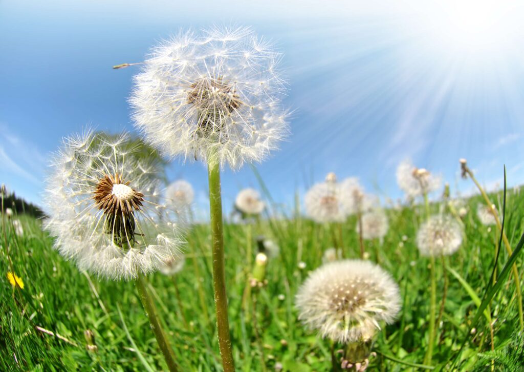 dandelion weeds sticking up out of green grass against a blue sky