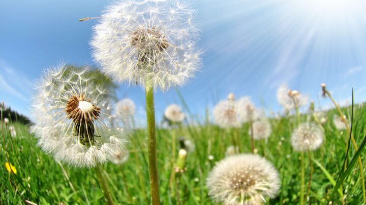 dandelion weeds sticking up out of green grass against a blue sky