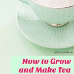 How to grow and make teas from your backyard is easier than you think.