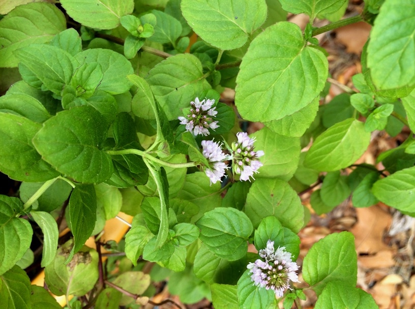 mint leaves with purple flowers 
