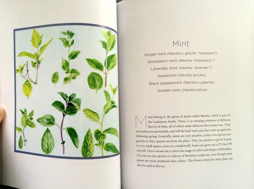 Homegrown Tea book illustration of mint leaves