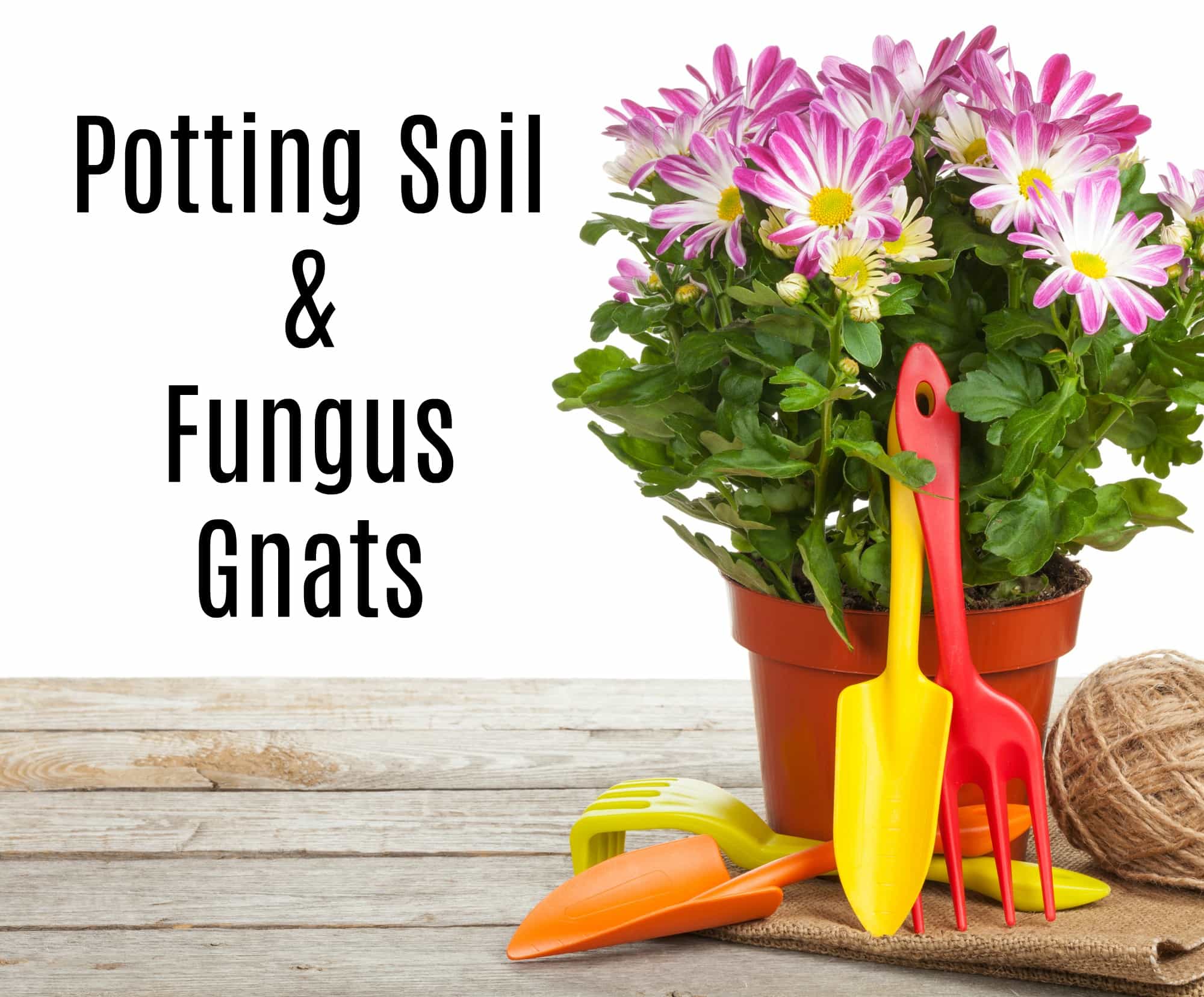 How to Get Rid of Fungus Gnats in Houseplants Potting Soil 