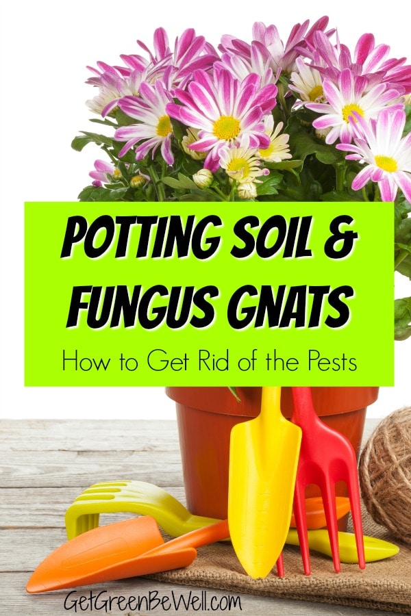 Potting Soil and Fungus Gnats Infestation Get Green Be Well