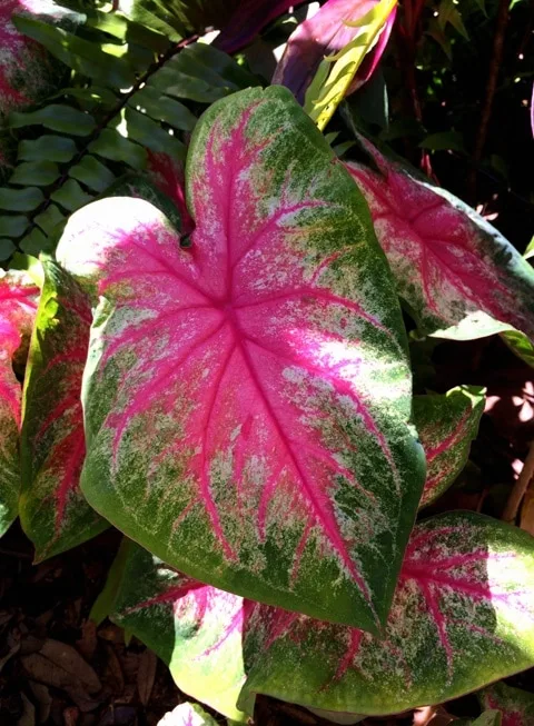 Caladium