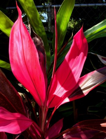 Ti Plant