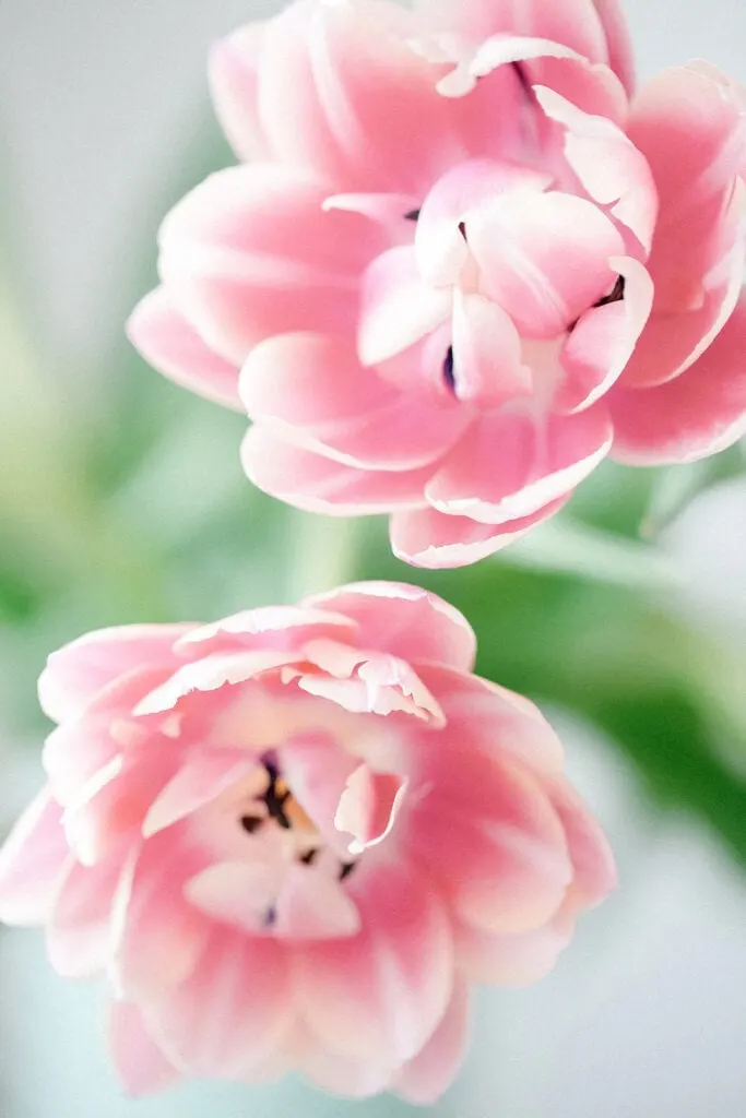 pink fresh flowers