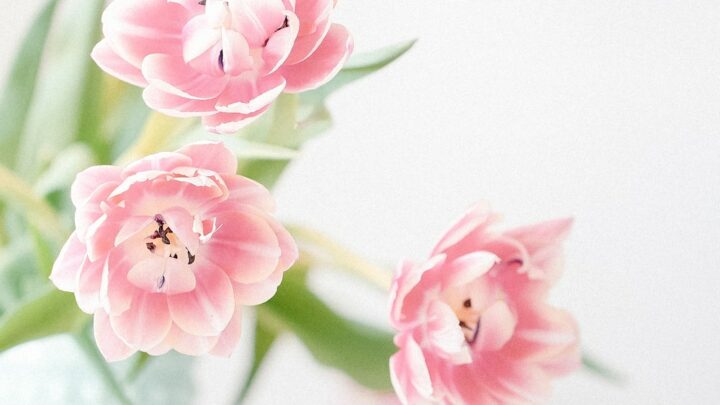 pink flowers in blue pot against white wall