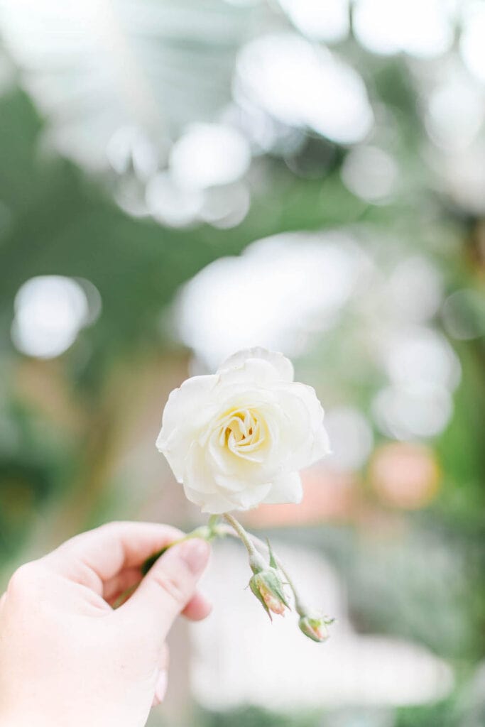 woman holding white rose