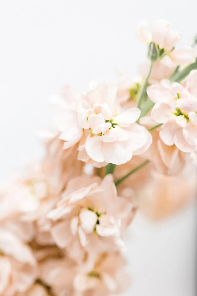 peach flowers against white background