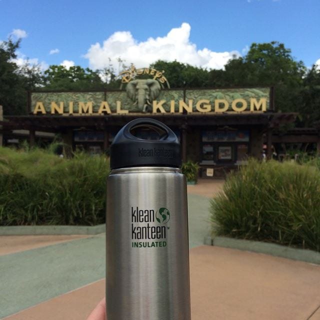 Klean Kanteen water bottle in front of disney animal kingdom sign