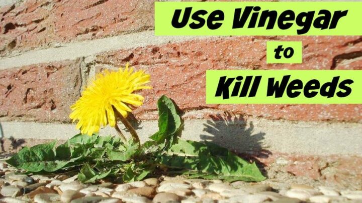 How to Use Vinegar to Kill Weeds. A non-toxic, cheap solution to killing weeds naturally.