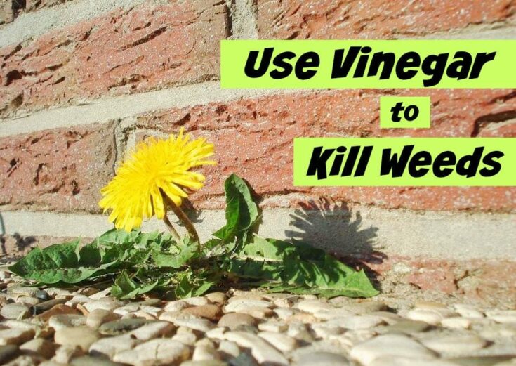 How To Use Vinegar to Kill Weeds Get Green Be Well