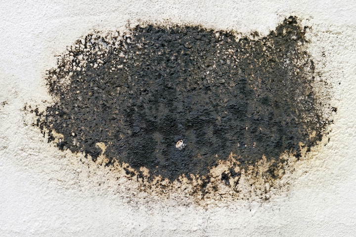 black mold on white background