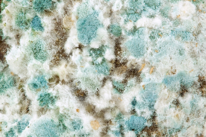 green white brown mold spores