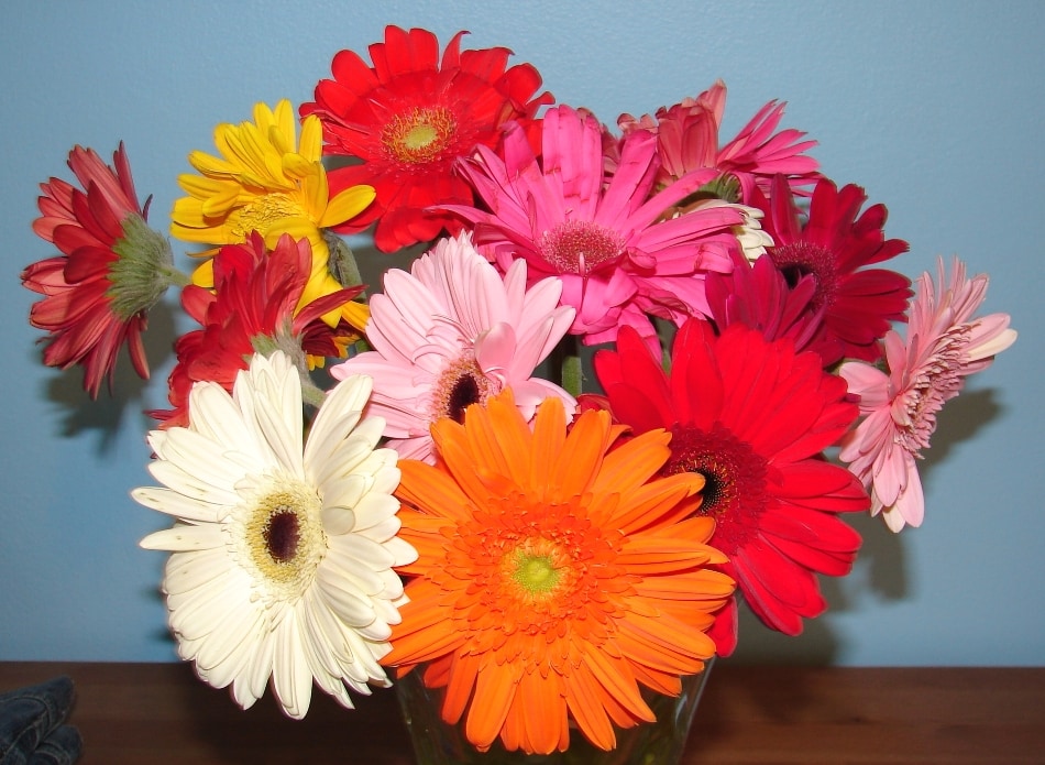 best online flower delivery Gerber Daisy Bouqet