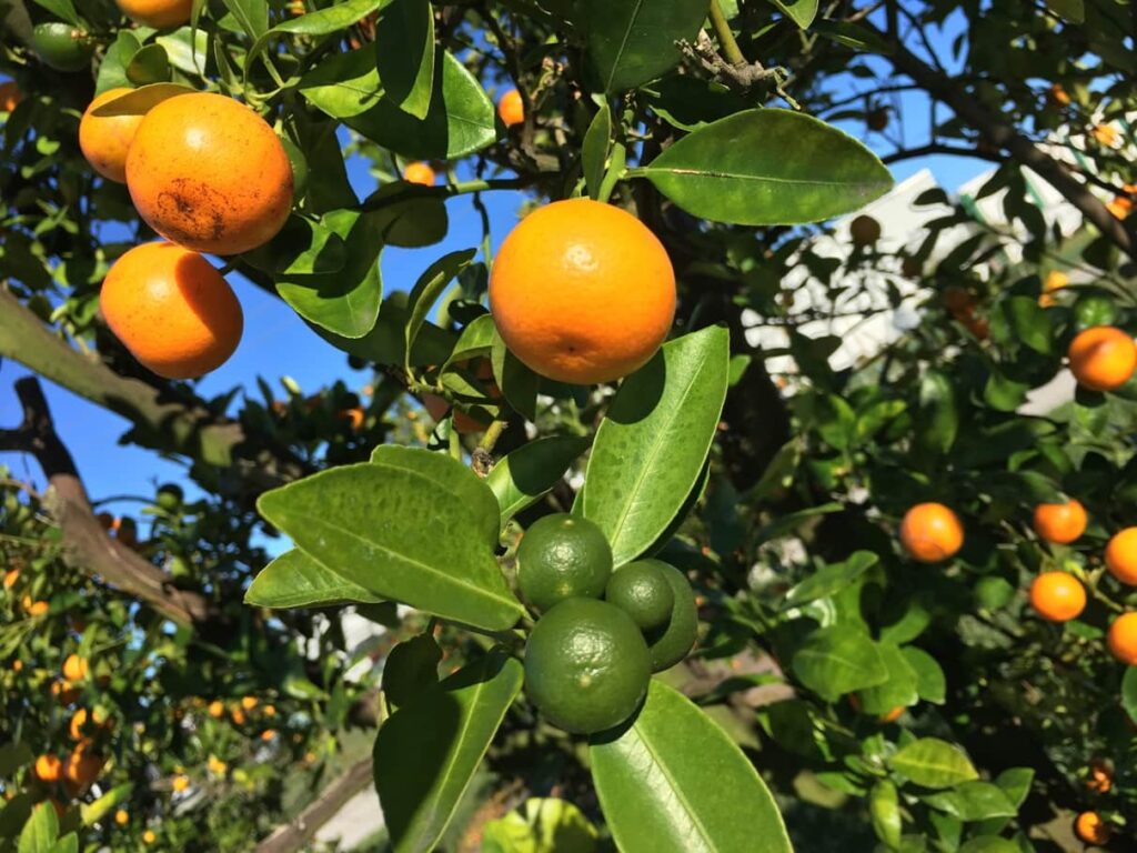 citrus tree florida orange 