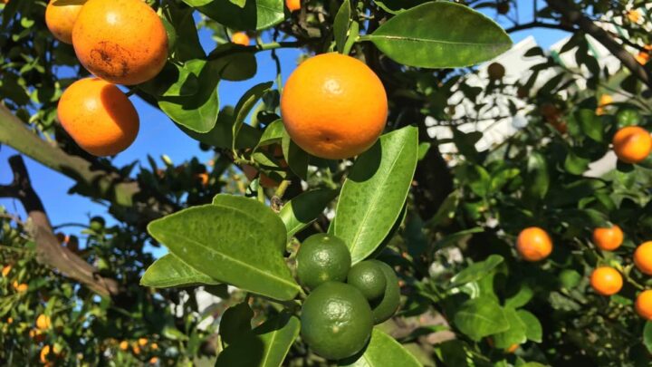 citrus tree florida orange