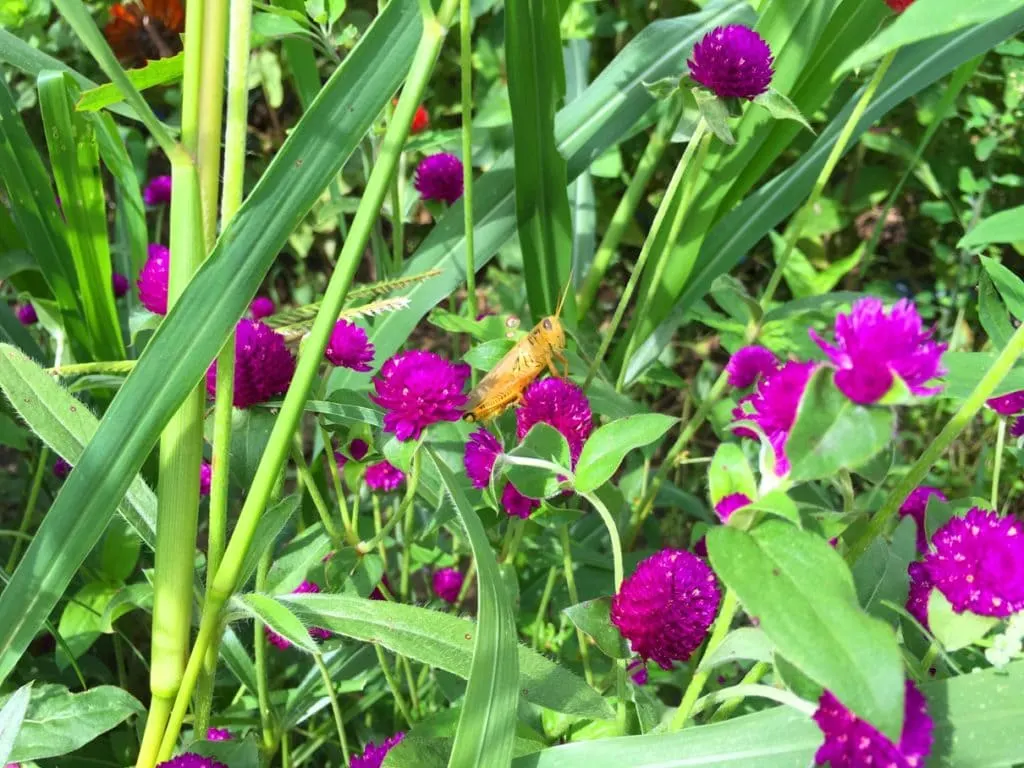 U-Pick Wildflowers near Asheville, NC at Flying Cloud Farm. Grown organically, located in Fairview.