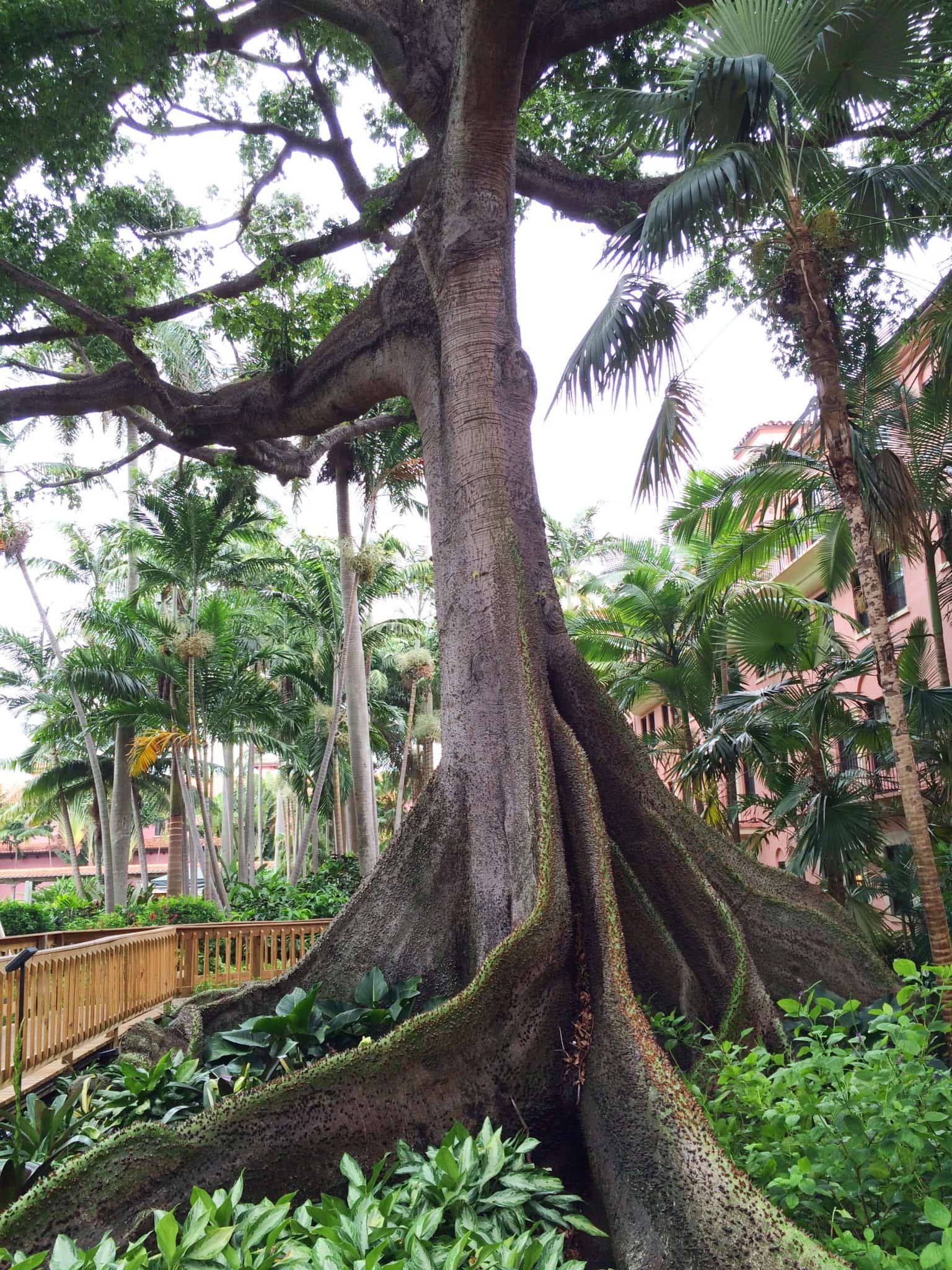 What is a Kapok Pillow? Get Green Be Well