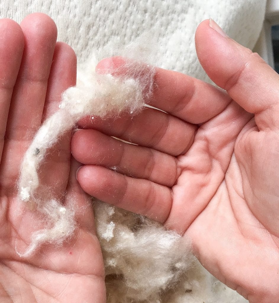 hands holding fluffy kapok fibers from a tree