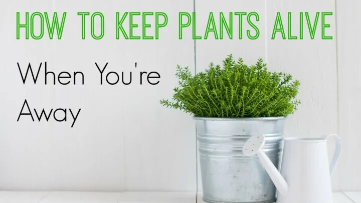 How to Keep Plants Alive Pinterest