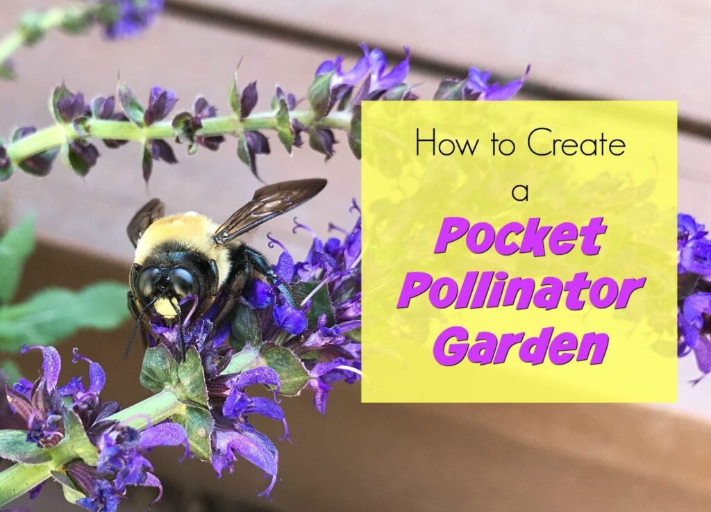 Want to attract butterflies or bees but have no space in a garden? These small space ideas for a pocket pollinator garden are what you need! Lots of color and flowers and help butterflies and bees survive! Here are the flowers I picked - and the tiny space I fit them in!