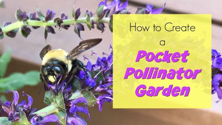 Want to attract butterflies or bees but have no space in a garden? These small space ideas for a pocket pollinator garden are what you need! Lots of color and flowers and help butterflies and bees survive! Here are the flowers I picked - and the tiny space I fit them in!