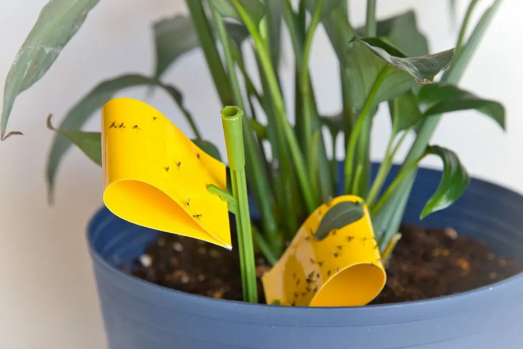 fungus gnats trap with sticky yellow tape in blue plant pot