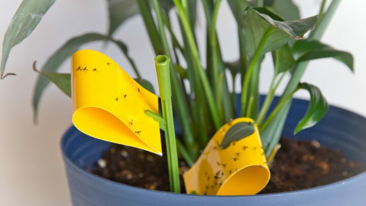 fungus gnats trap with sticky yellow tape in blue plant pot