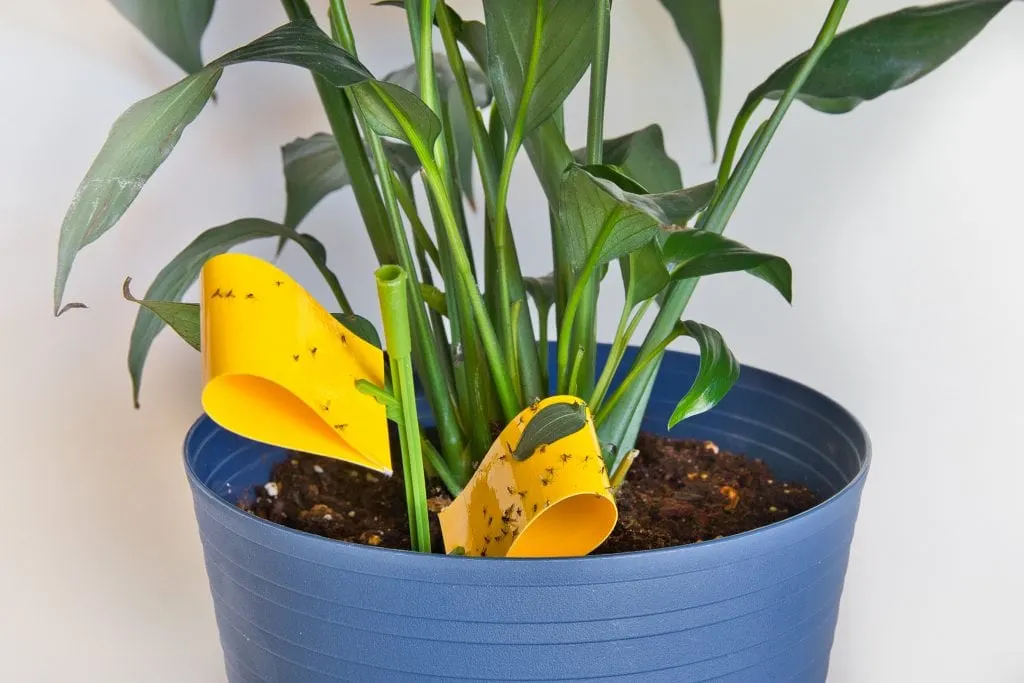 yellow fungus gnats sticky trap in houseplant