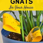 Learn effective methods for getting rid of gnats in your house with our step-by-step guide on how to get rid of gnats.