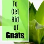 Gnats driving you crazy inside your home? Great ideas for how to kill gnats on your houseplants and in the garden. I know I'm going to try these right away!
