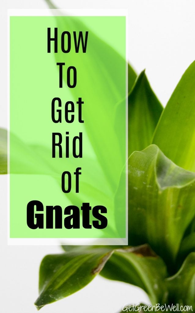 Natural Ways To Kill Gnats In Your Home Natural Ways To Kill Gnats In Your Home