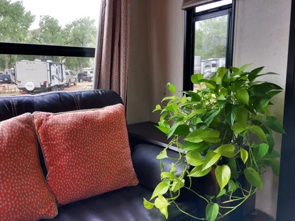 Golden Pothos Plant in an RV