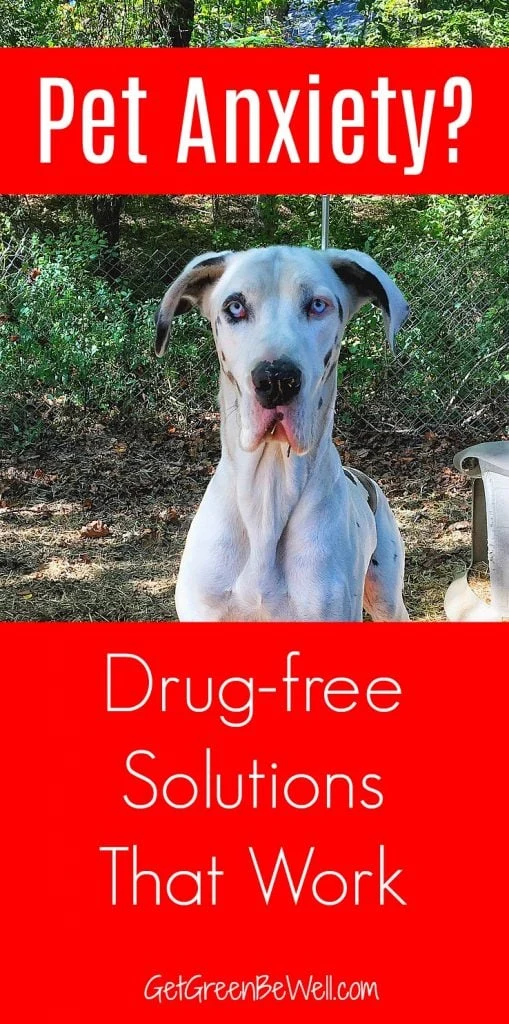 Pet anxiety during storms, lightning, stess - or when the vacuum cleaner runs? Don't drug your dog with prescriptions for anxiety and nervousness. Check out these natural remedies to ease pet stress and comfort your dog or cat. #petanxiety #stress #nontoxic
