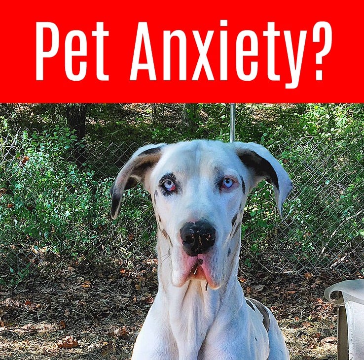 Pet anxiety during storms, lightning, stess - or when the vacuum cleaner runs? Don't drug your dog with prescriptions for anxiety and nervousness. Check out these natural remedies to ease pet stress and comfort your dog or cat. #petanxiety #stress #nontoxic
