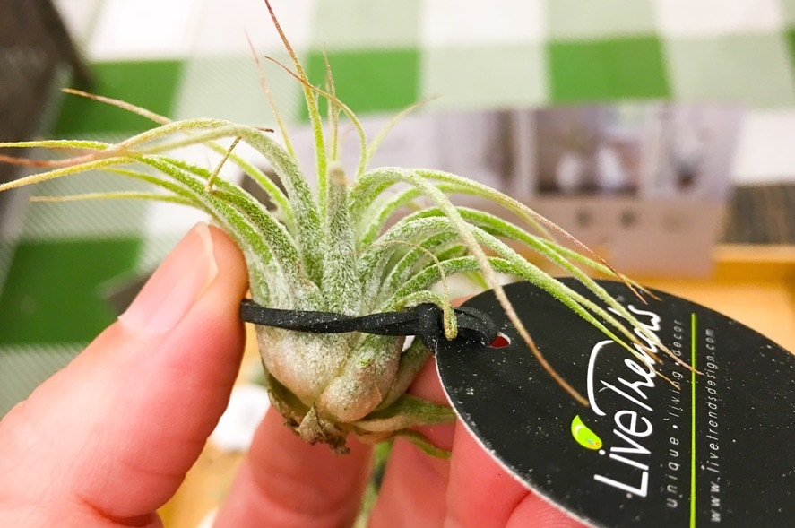holding an air plant
