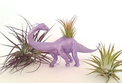 purple plastic dinosaur with air plant growing in back and air plants on white table