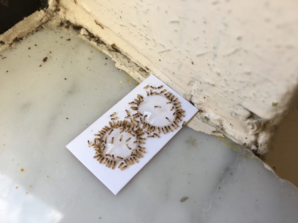 ants on a liquid ant bait in a window sill