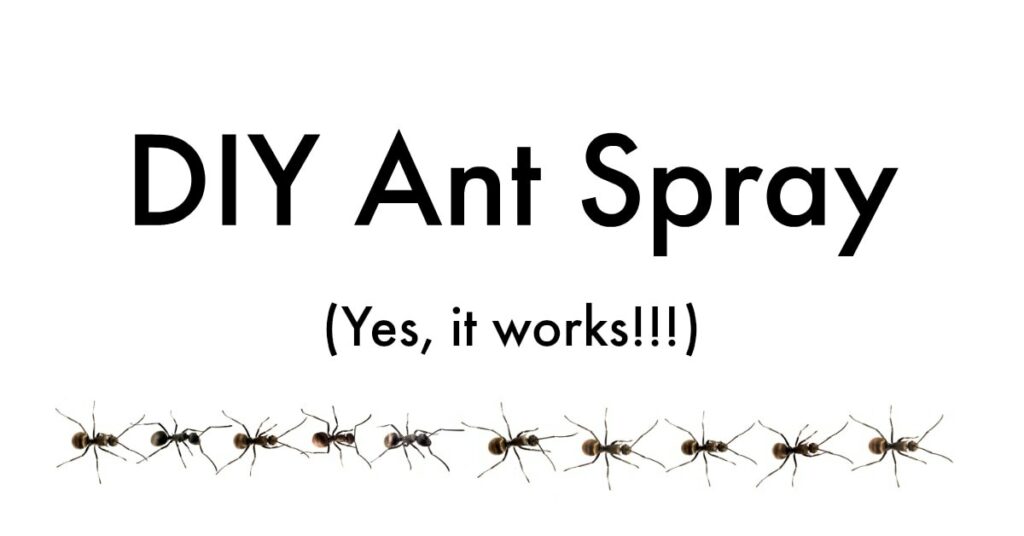 line of black ants under ant spray DIY