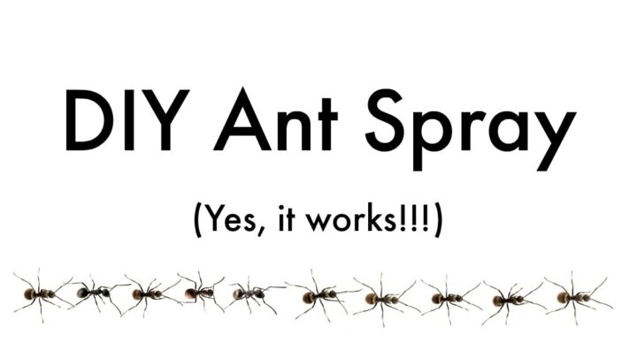 line of black ants under ant spray DIY