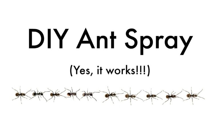 line of black ants under ant spray DIY