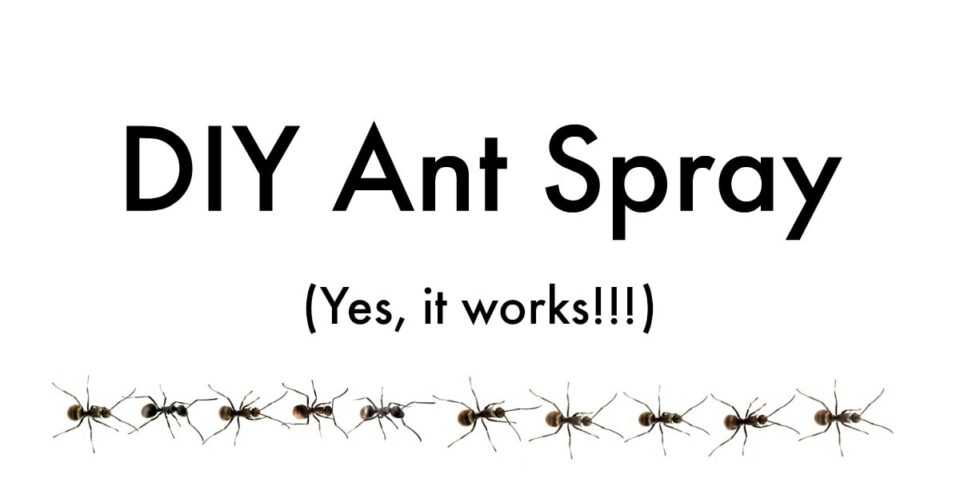 DIY Ant Spray Safe for Pets Get Green Be Well