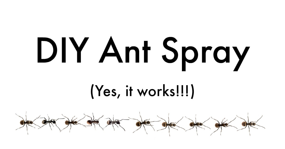 best ant poisons