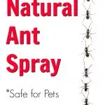 Ants in a Line Ant Spray DIY Instructions