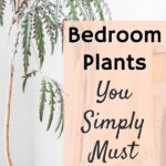 Bedroom plants are essential for creating a tranquil and relaxing environment in your sleep sanctuary. These carefully selected plants not only enhance the aesthetic appeal of your bedroom but also offer numerous health benefits. Incorporating bedroom