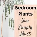Bedroom plants are essential for creating a tranquil and relaxing environment in your sleep sanctuary. These carefully selected plants not only enhance the aesthetic appeal of your bedroom but also offer numerous health benefits. Incorporating bedroom