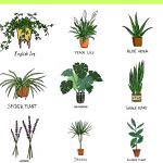 Get your free printable guide to the best bedroom plants.